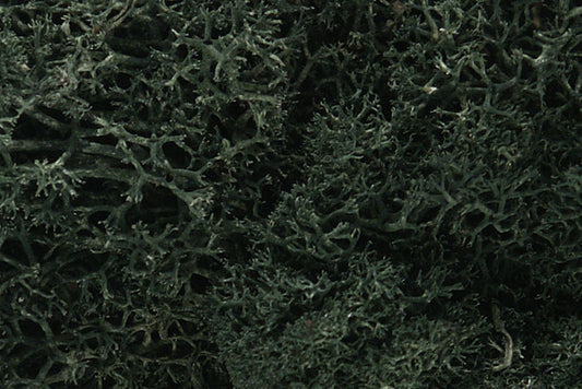 Lichen - Dark Green - Hobby Supplies - The Hooded Goblin